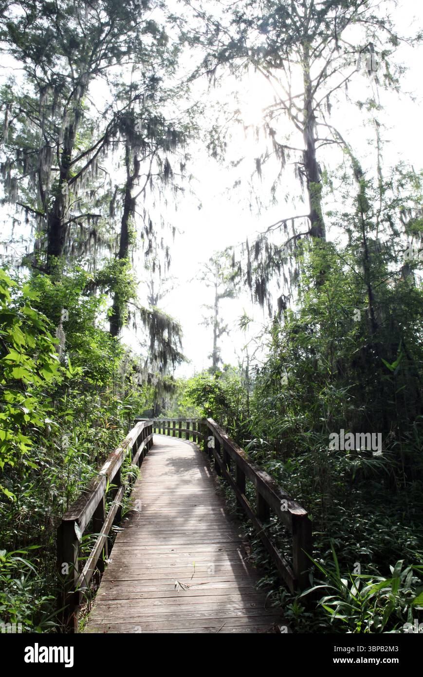 Blick auf den Naturpark Phinizy Swamp in Augusta, Georgia Stockfoto Blick auf den Naturpark Phinizy Swamp in Augusta, Georgia Stockfoto