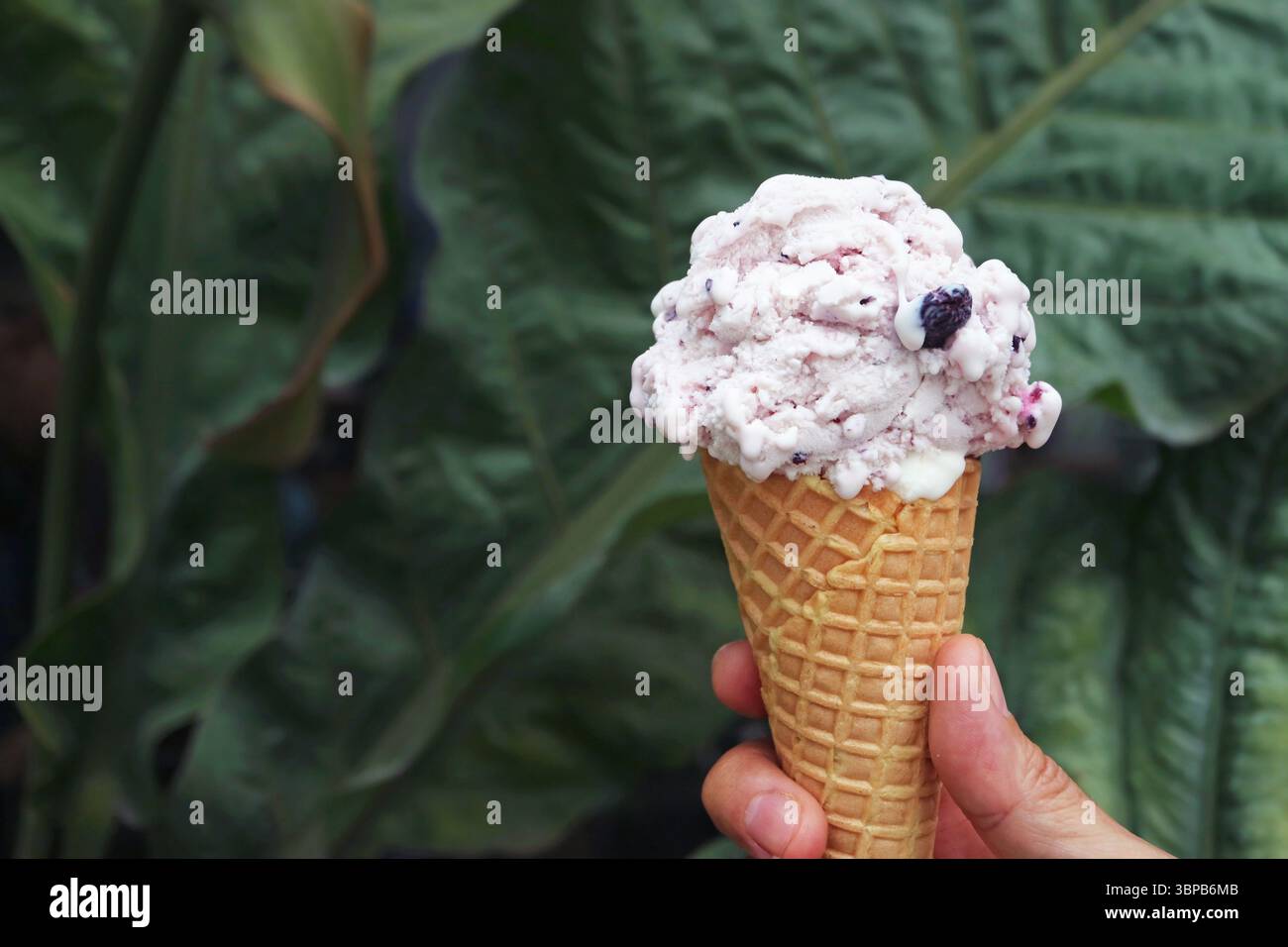 Köstlicher Blaubeeren-Joghurt-Eiskegel in der Hand Stockfoto