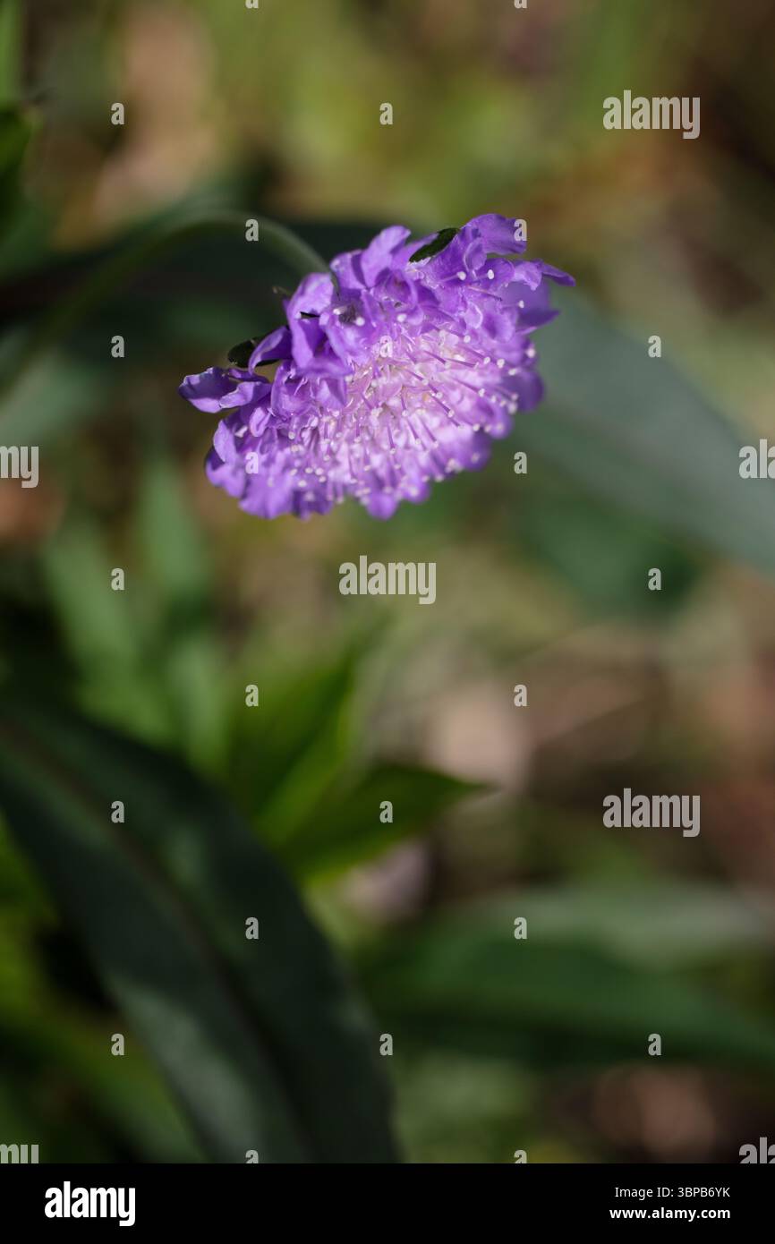 In der Blüte, im selektiven Fokus Stockfoto