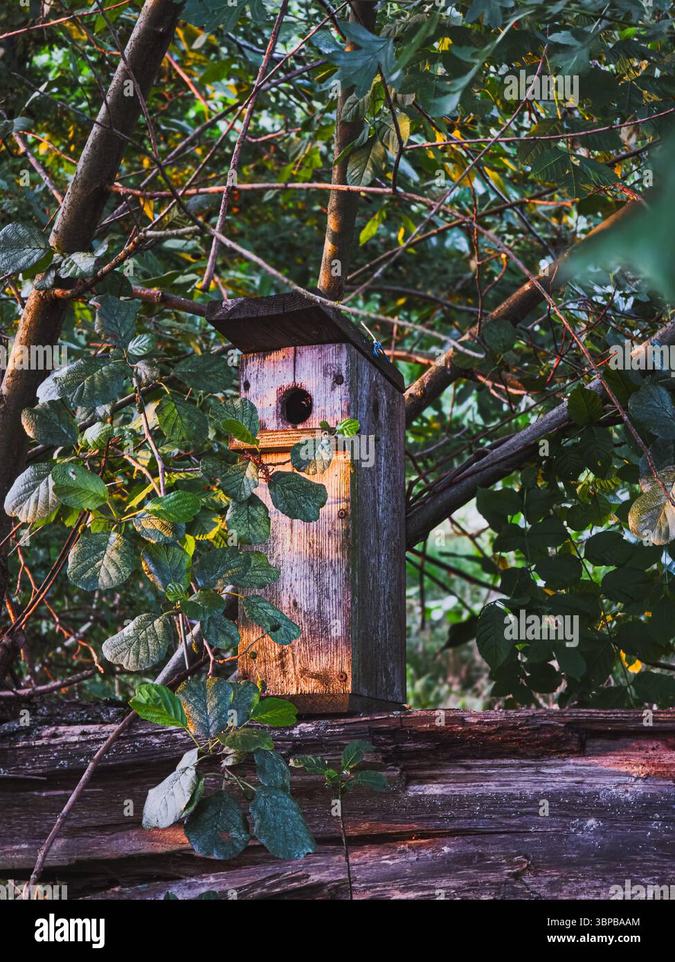 Altes hölzernes Vogelhaus versteckt in dichtem Laub, Bamberg, Deutschland, Juli 2025 Stockfoto
