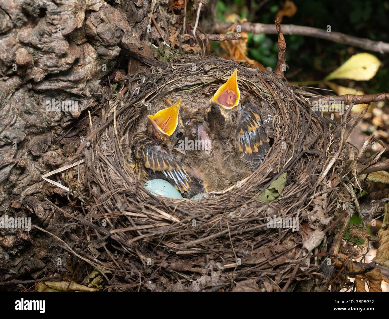 Singdrossel, Turdus philomelos, Nest mit zwei altrizialen Küken mit klaffenden Mündern und zwei ungeschlüpften Eiern, Queen's Park, London, Vereinigtes Königreich Stockfoto