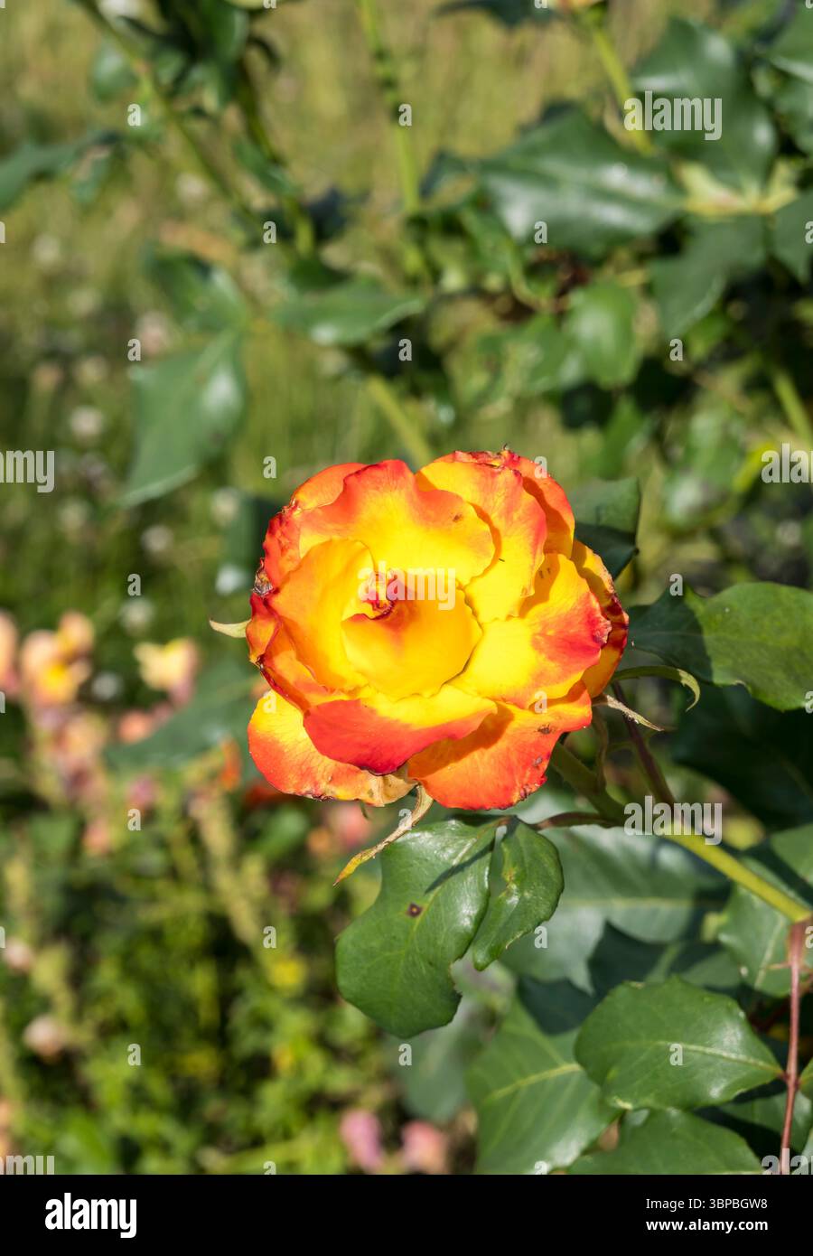 Rote und gelbe Teerose Stockfoto