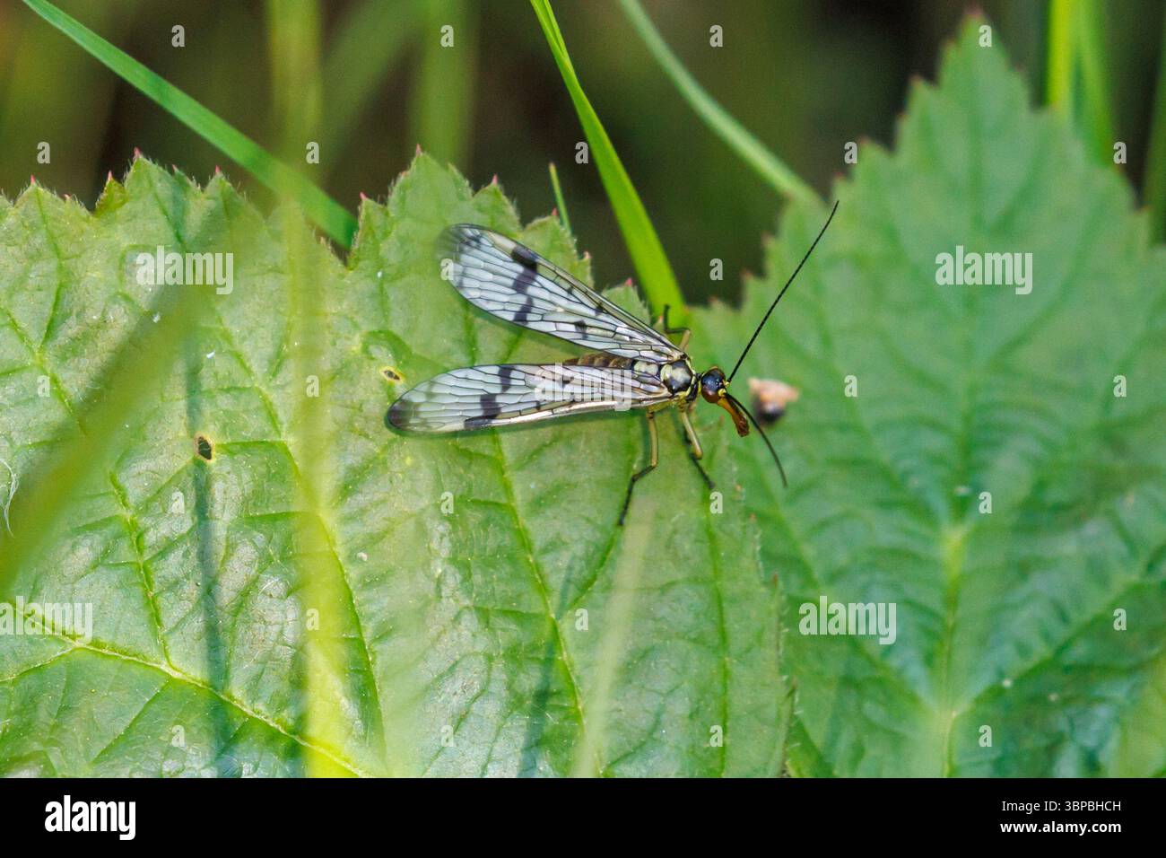 Panorpa communis oder gemeine Skorpionfliege. Sussex, Großbritannien Stockfoto