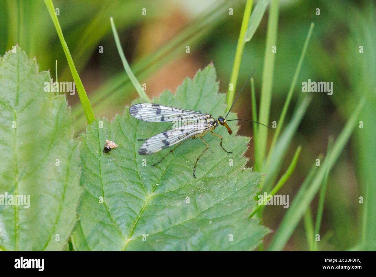 Panorpa communis oder gemeine Skorpionfliege. Sussex, Großbritannien Stockfoto