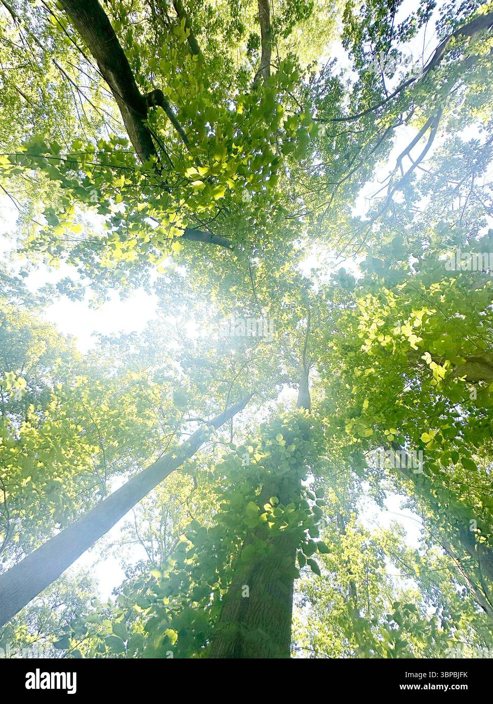 An einem Sommernachmittag durchquert Sonnenlicht die Baumkronen Stockfoto