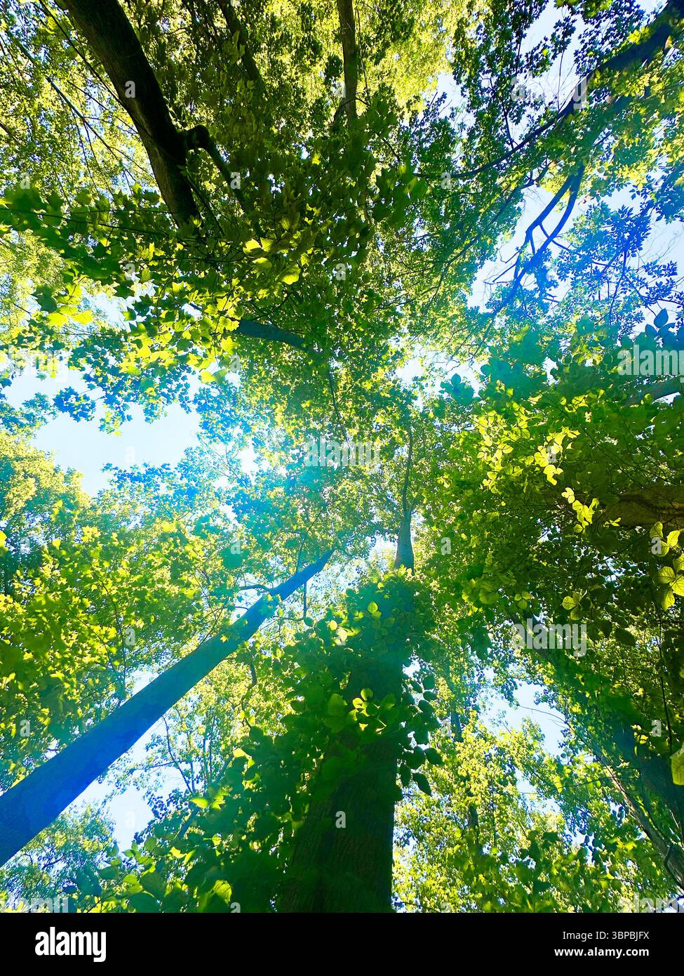 Die Sonne leuchtet durch die Baumkronen auf einer Wanderung Stockfoto