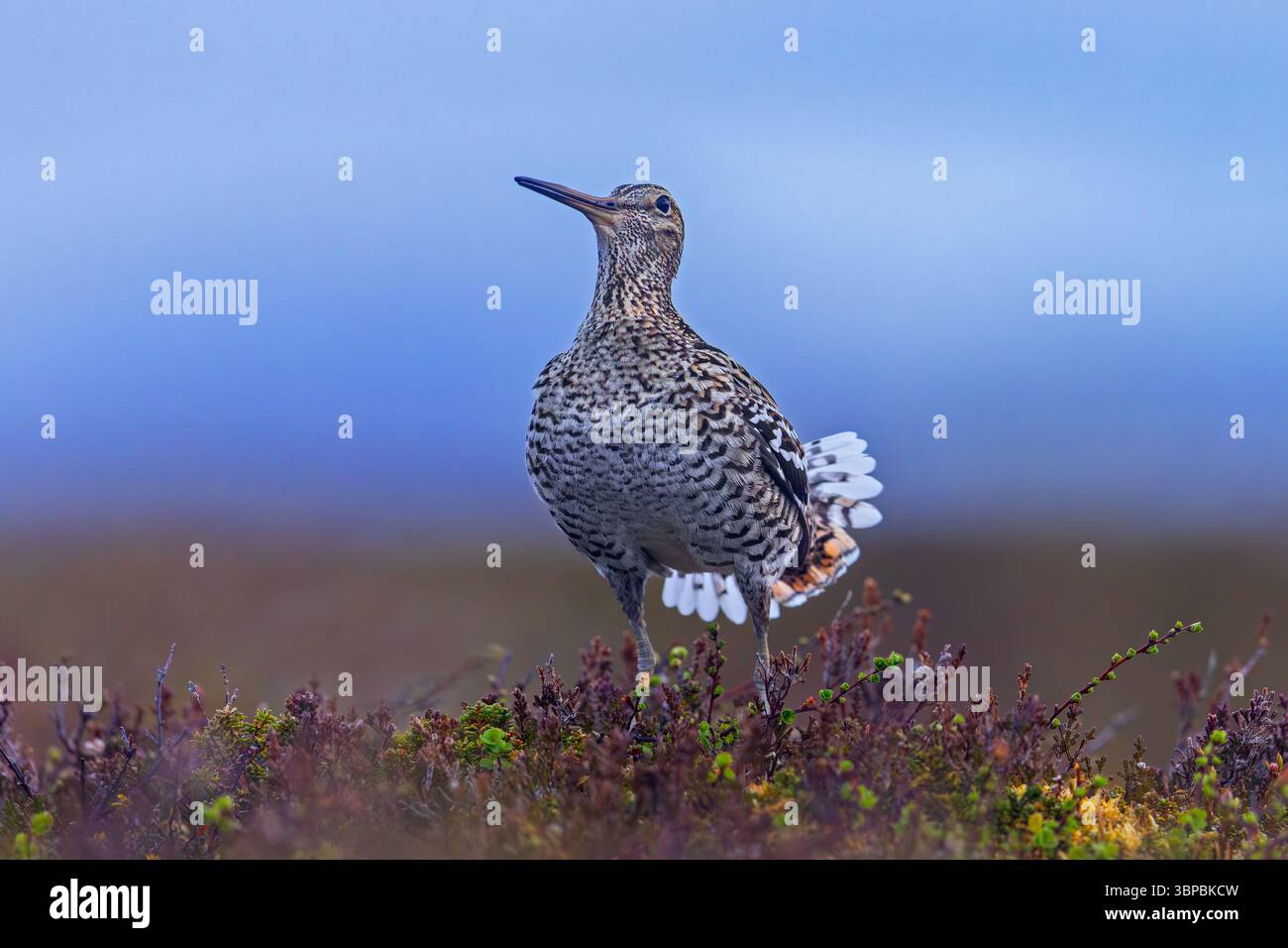 Großer Snipe (Gallinago Media), der im Frühjahr (Juni) in lek in der Abenddämmerung auf der Tundra-Brutstätte gezeigt wird, Schweden, Skandinavien Stockfoto