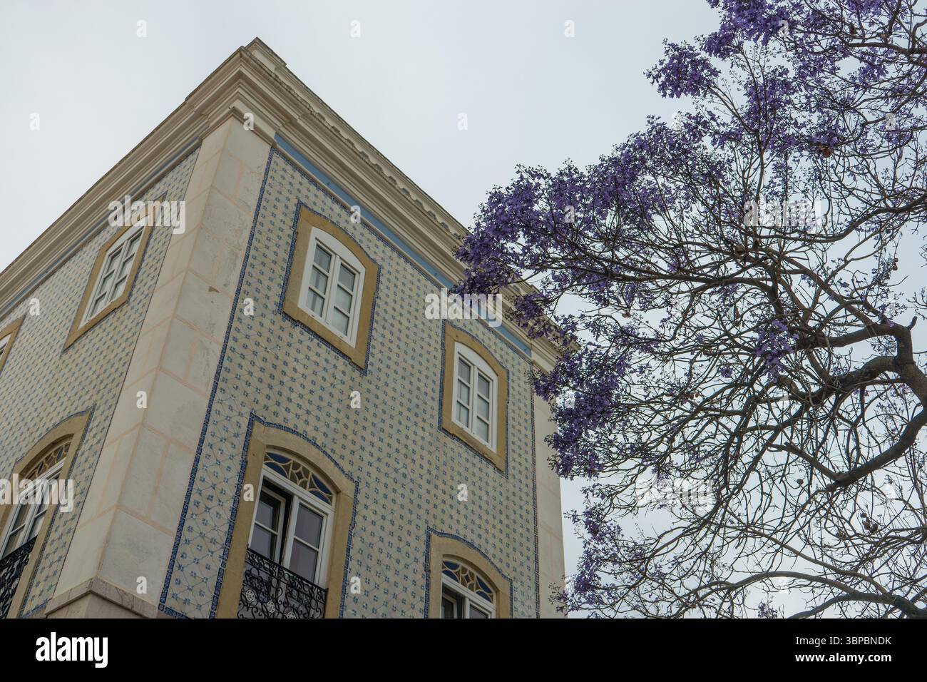 Traditionelles portugiesisches Gebäude mit blauen Azulejo-Fliesen und blühendem Jacaranda-Baum im Frühling, Algarve, Portugal. Stockfoto