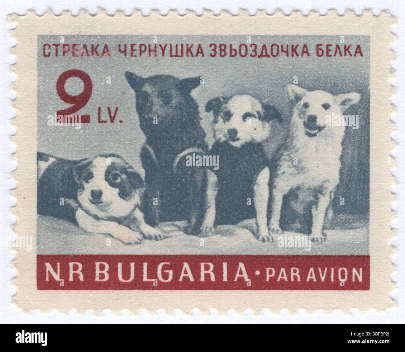 BULGARIEN — 28. Juni 1961: 2 Lewa-Schiefer und dunkle Carmin Air Post-Stempel, die sowjetische Weltraumhunde darstellen. In den 1950er und 1960er Jahren setzte das sowjetische Raumfahrtprogramm Hunde für suborbitale und orbitale Raumflüge ein, um festzustellen, ob eine menschliche Raumfahrt durchführbar ist. In dieser Zeit startete die Sowjetunion Missionen mit Passagierplätzen für mindestens 57 Hunde, die wenigen, die starben, verloren meist durch technische Fehler. Eine bemerkenswerte Ausnahme ist Laika, das erste Tier, das in den Orbit geschickt wurde, dessen Tod während der Mission Sputnik 2 vom 3. November 1957 von Anfang an erwartet wurde Stockfoto