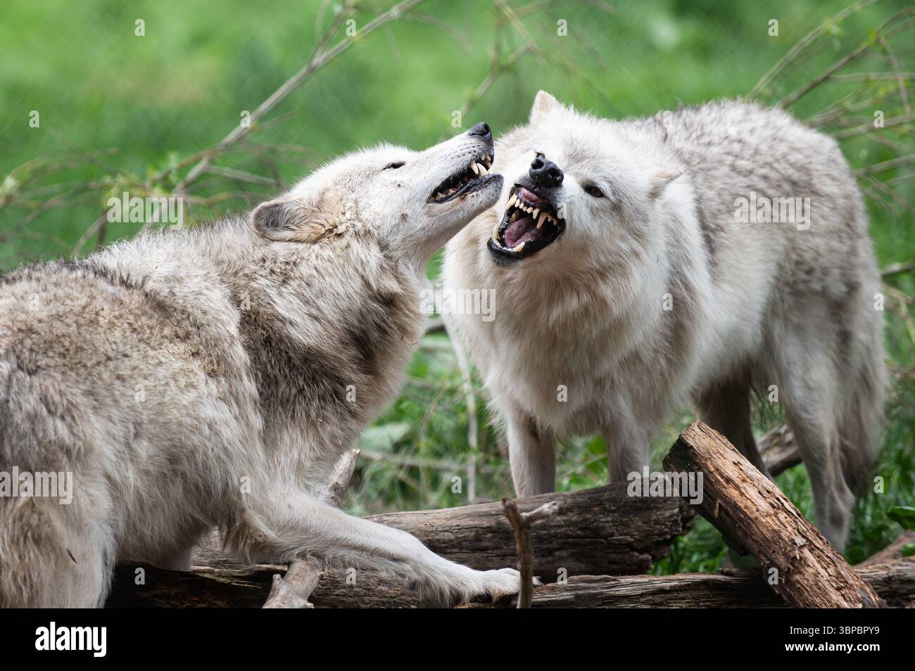 Graue Wölfe bei der „Wolf Hollow“ North American Wolf Foundation in Ipswich, Massachusetts. Stockfoto