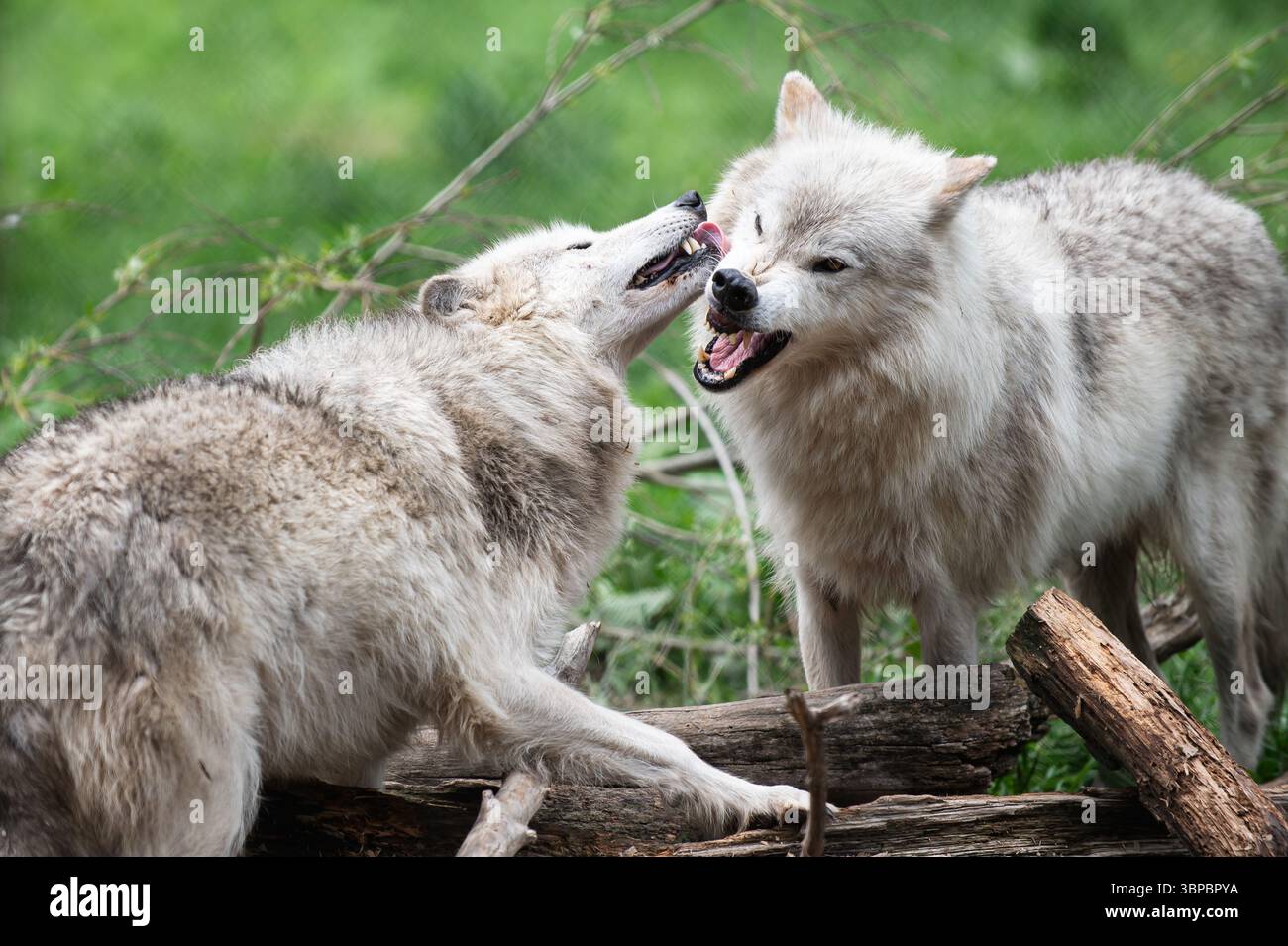 Graue Wölfe bei der „Wolf Hollow“ North American Wolf Foundation in Ipswich, Massachusetts. Stockfoto