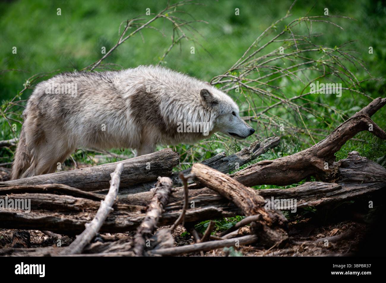 Graue Wölfe bei der „Wolf Hollow“ North American Wolf Foundation in Ipswich, Massachusetts. Stockfoto