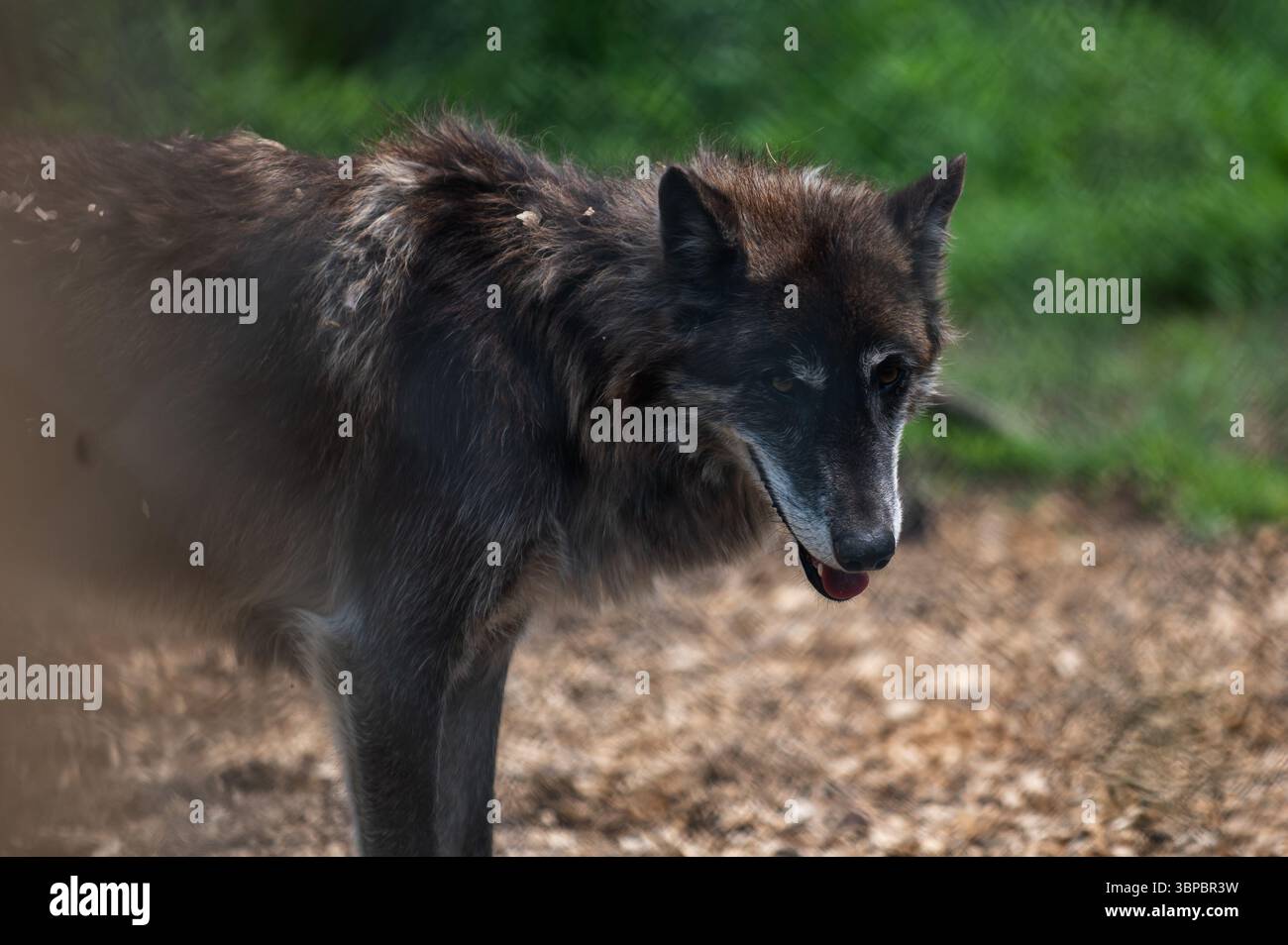 Wolf hybrid -Fotos und -Bildmaterial in hoher Auflösung – Alamy