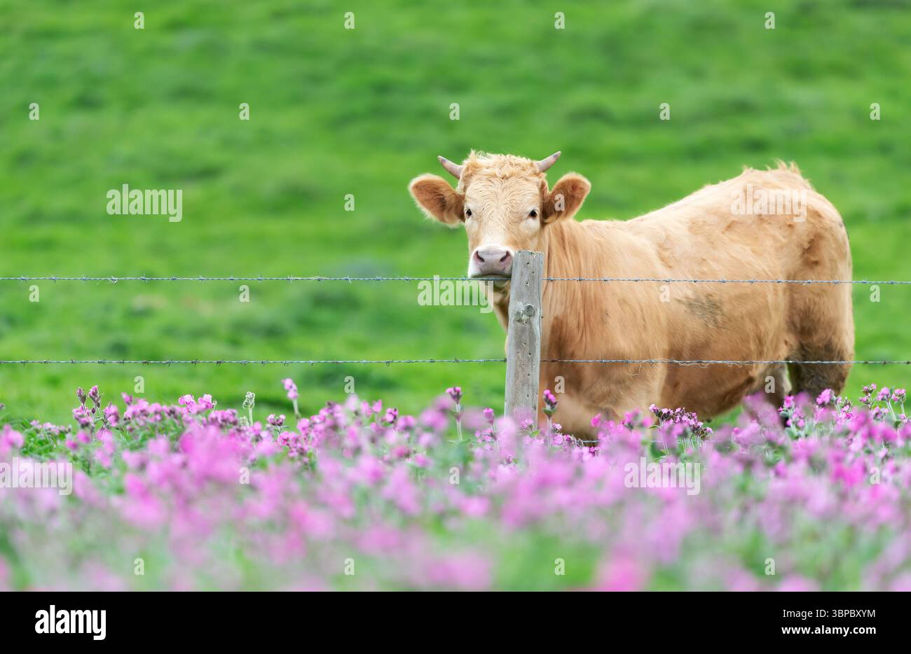 Nahaufnahme einer jungen Kuh, die neugierig neben einem Drahtzaun auf einer grünen Wiese steht, Großbritannien. Stockfoto