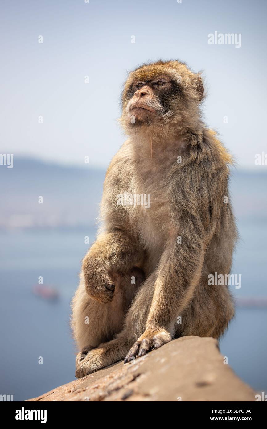 Die Tiefe des Feldes des des pelzigen Berbermakaken in Gibraltar. Vertikales Porträt des gefährdeten Tieres. Wunderschöne Wilde Primaten Draußen. Stockfoto