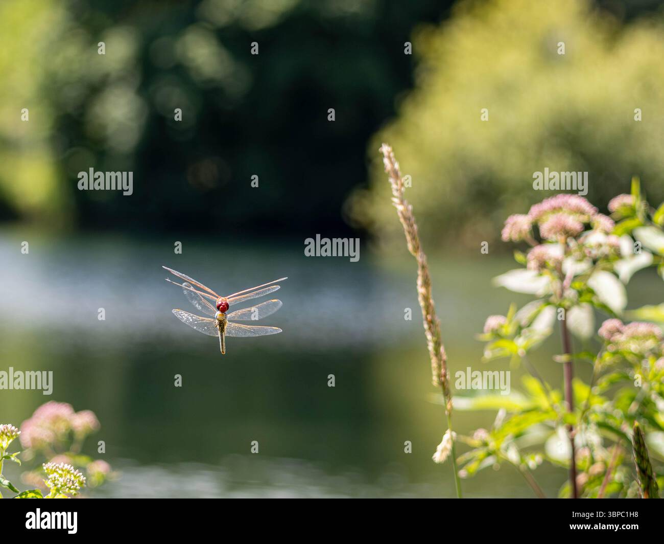Libellen Stockfoto
