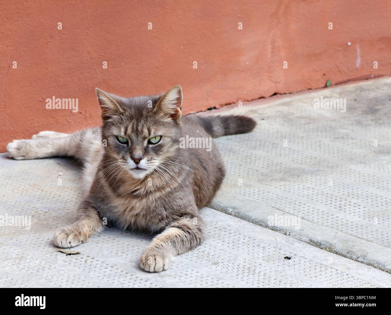 Ein süßes Kätzchen ruhte auf dem kühlen Beton. Stockfoto