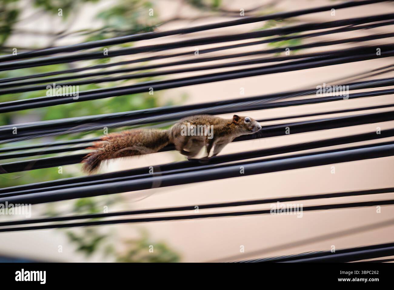 Eichhörnchen, das sich schnell über elektrische Leitungen in der Stadt bewegt. Tieradaption im Stadtleben Stockfoto