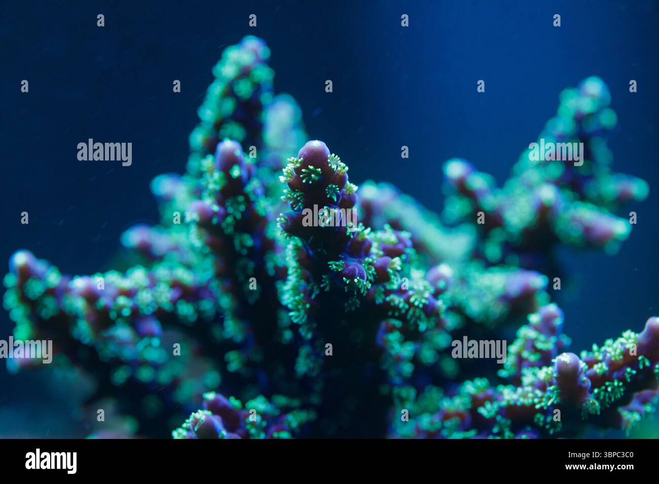 Makroaufnahme von lebendigen Korallenpolypen in tiefblauer Meeresbeleuchtung, kompliziertem Ökosystem von Meeresriffen, strahlender Schönheit unter Wasser, aquatischer Artenvielfalt Stockfoto