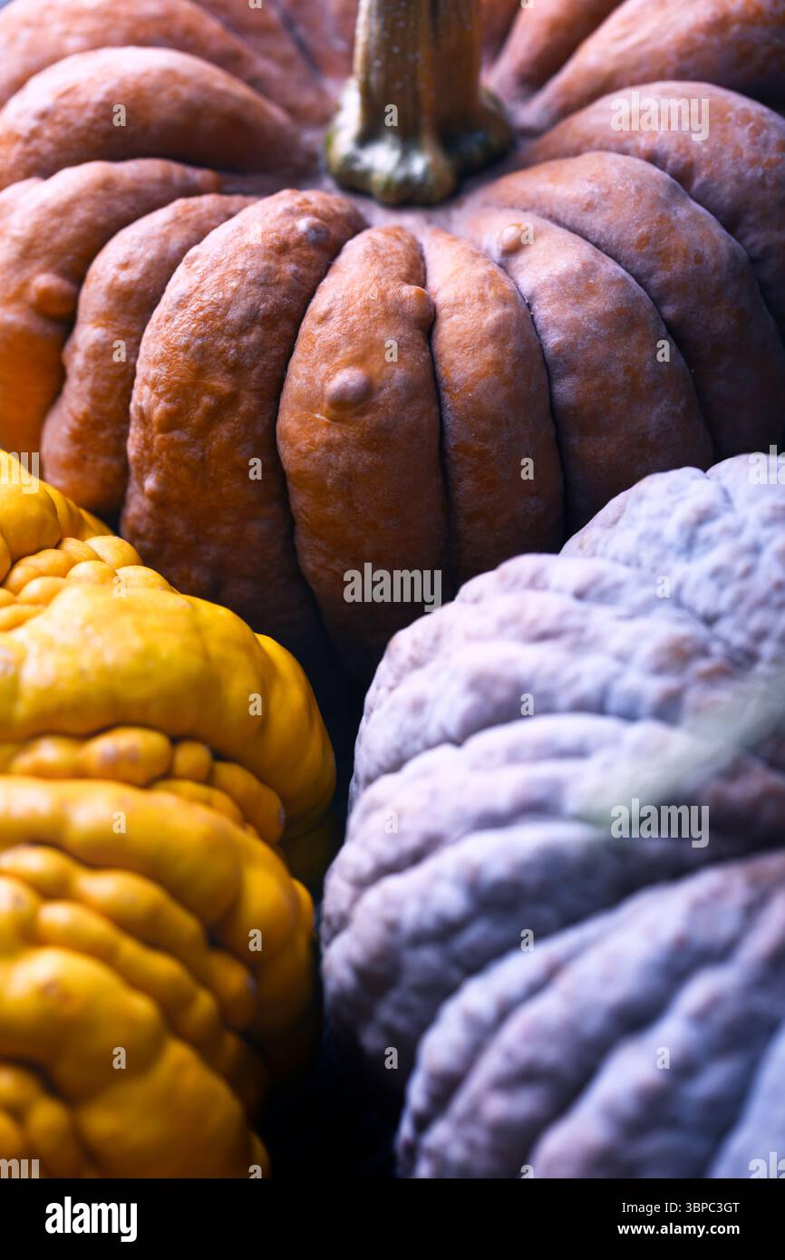 Detailansicht der schwarzen Futsu Kürbishaut in gemischten Tönen und rauer Textur. Natürliches Herbstgemüse perfekt für abstrakte Ernte oder saisonale Lebensmittel Stockfoto Detailansicht der schwarzen Futsu Kürbishaut in gemischten Tönen und rauer Textur. Natürliches Herbstgemüse perfekt für abstrakte Ernte oder saisonale Lebensmittel Stockfoto