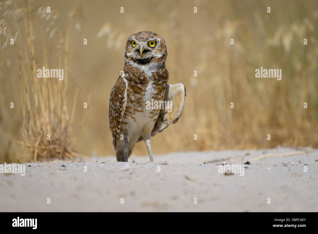 Männliche Grabeule an seiner Grabstätte, Utah Stockfoto