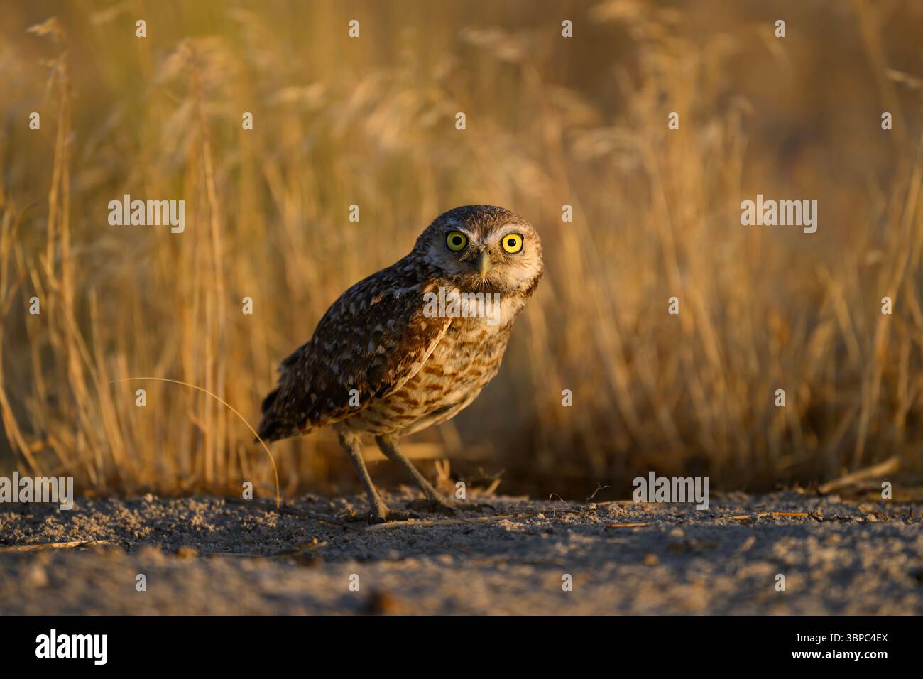 Männliche Grabeule an seiner Grabstätte, Utah Stockfoto