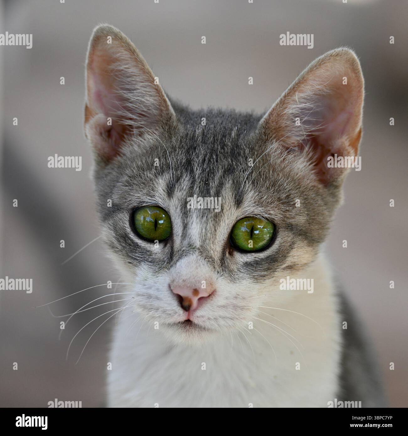 Nahaufnahme einer streunenden Katze mit auffälligen grünen Augen im Karnak-Tempel in Luxor, Ägypten. Stockfoto