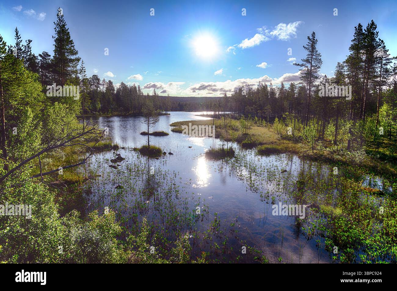 Feuchtgebiete und Natur in Tunhovdtjönne (Nesbyen, Hallingdal), Norwegen ein sonniger Tag im Juni. Stockfoto