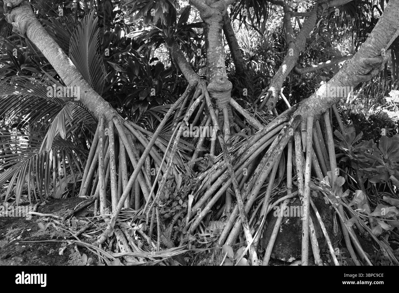 Pandanus tectorius-Baum, auch bekannt als Hala-Baum in hawaiianischer Sprache, mit exponierten Wurzeln aus der Luft; Kauai, Hawaii. Stockfoto