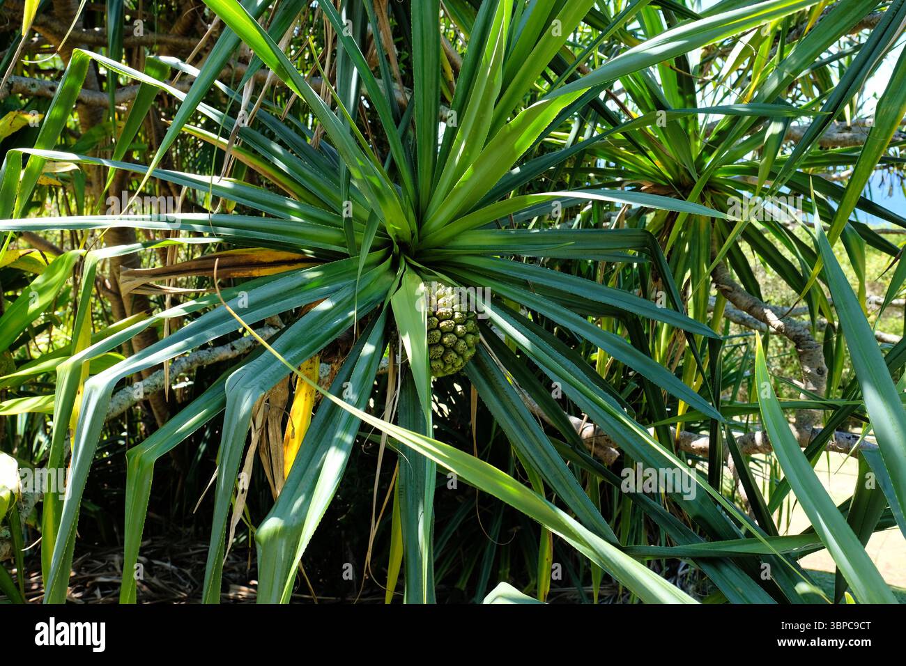 Weiblicher Pandanus tectorius-Baum, in hawaiianischer Sprache als Hala-Baum bekannt, mit segmentierten Früchten, die einer Ananas ähneln; Tourist Pineapple; Kauai, Hawaii Stockfoto