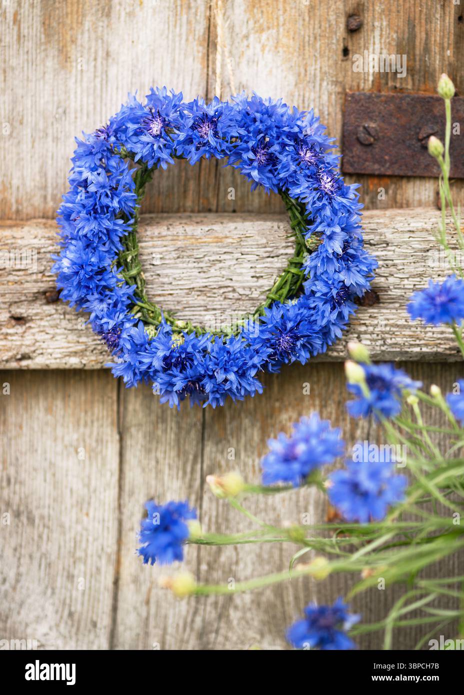 Handgefertigter Sommerblumenkranz aus frischen dunkelblauen Kornblumen hängt an alter verwitterter Holztür. (Centaurea cyanus) Gartendekoration. Stockfoto