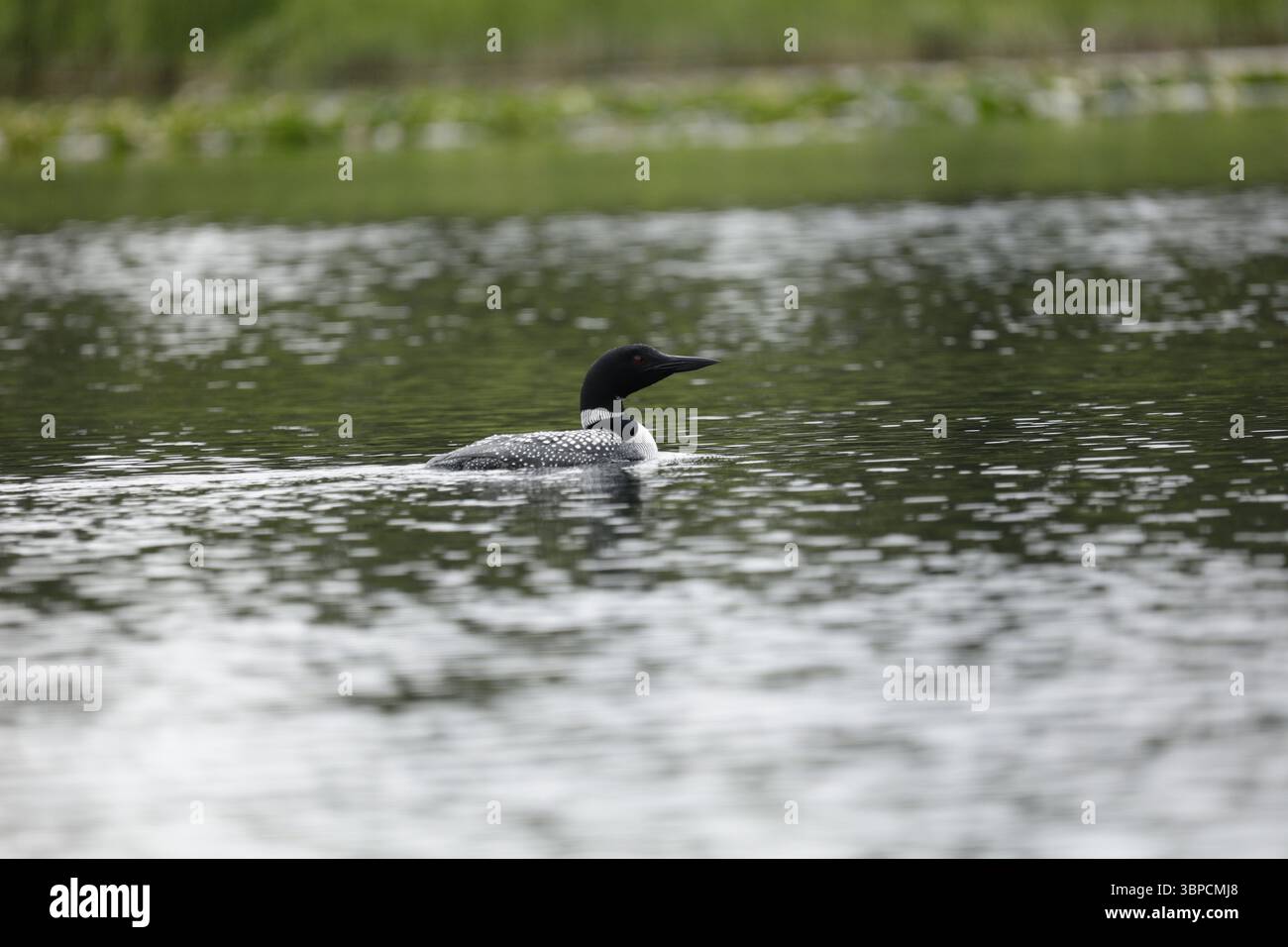 Loon Silver Salmon Creek, Alaska Stockfoto