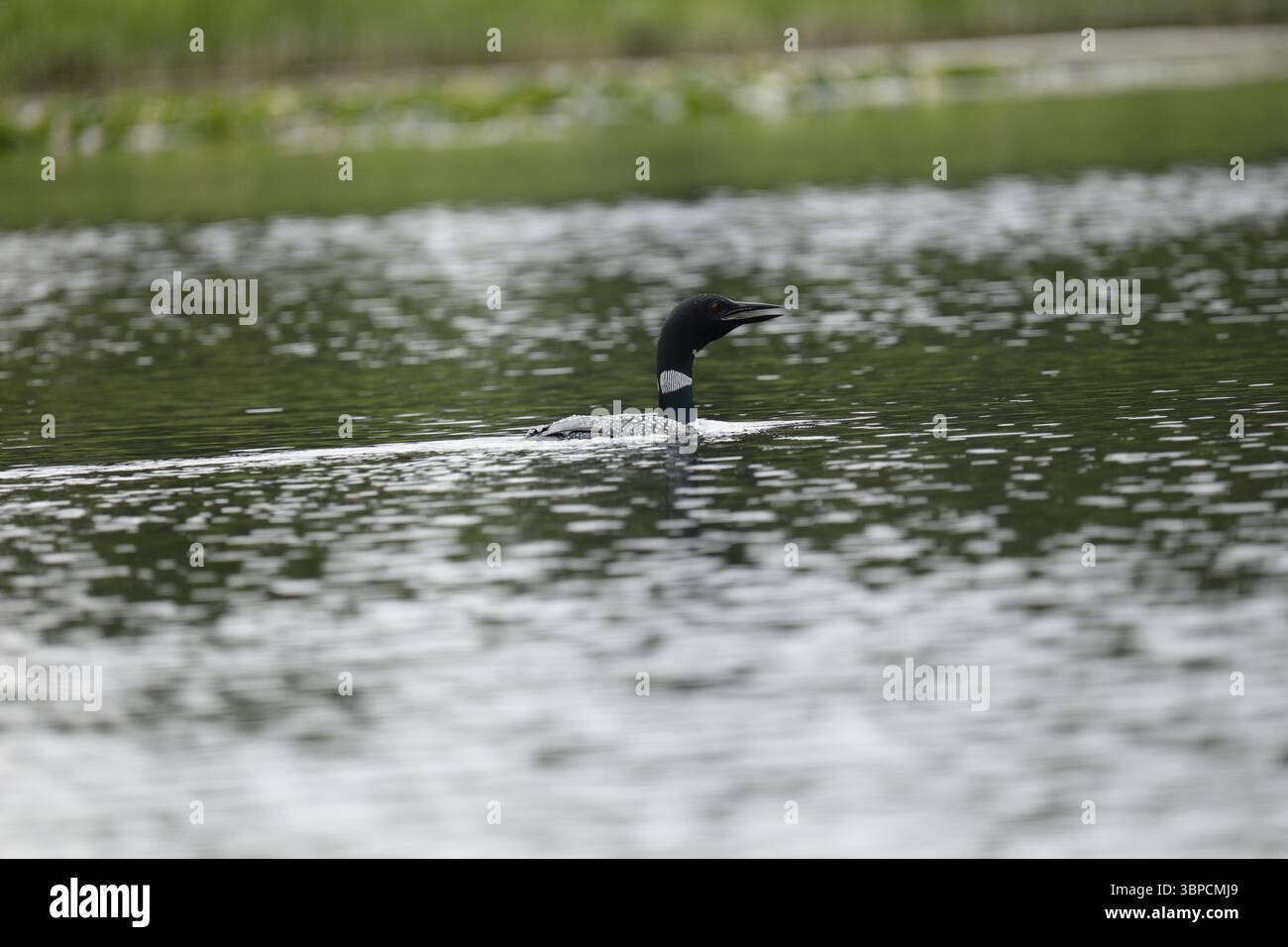 Loon Silver Salmon Creek, Alaska Stockfoto
