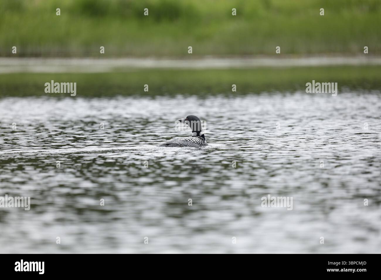 Loon Silver Salmon Creek, Alaska Stockfoto