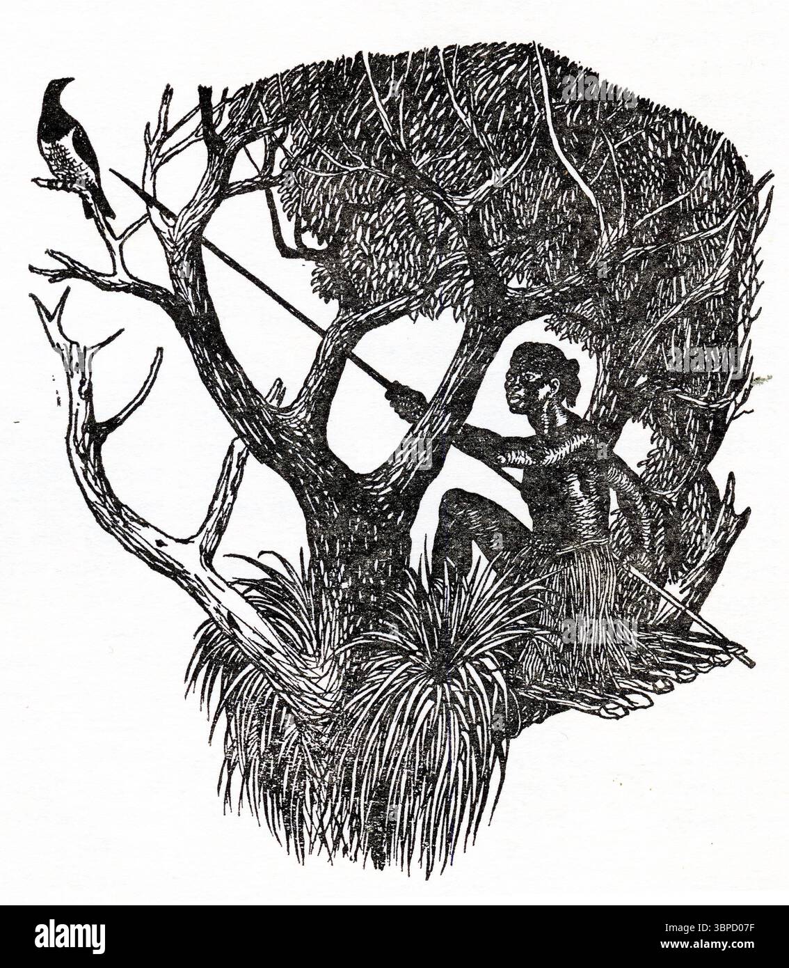 Ein Maori jagt Holztauben mit einem langen Speer, Neuseeland, um 1880 Stockfoto