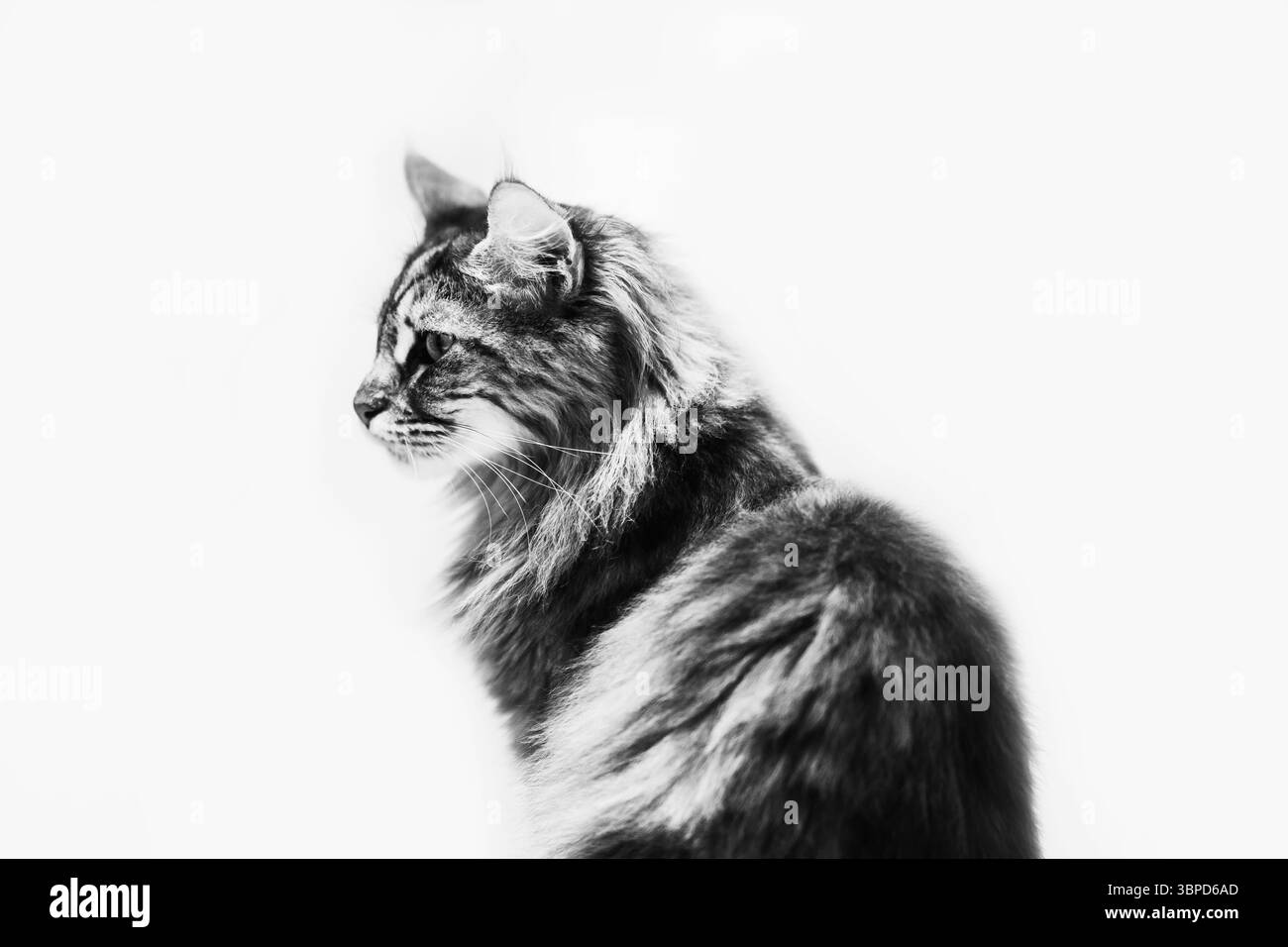 Abbildung: Schwarz-weiße Katze Stockfoto
