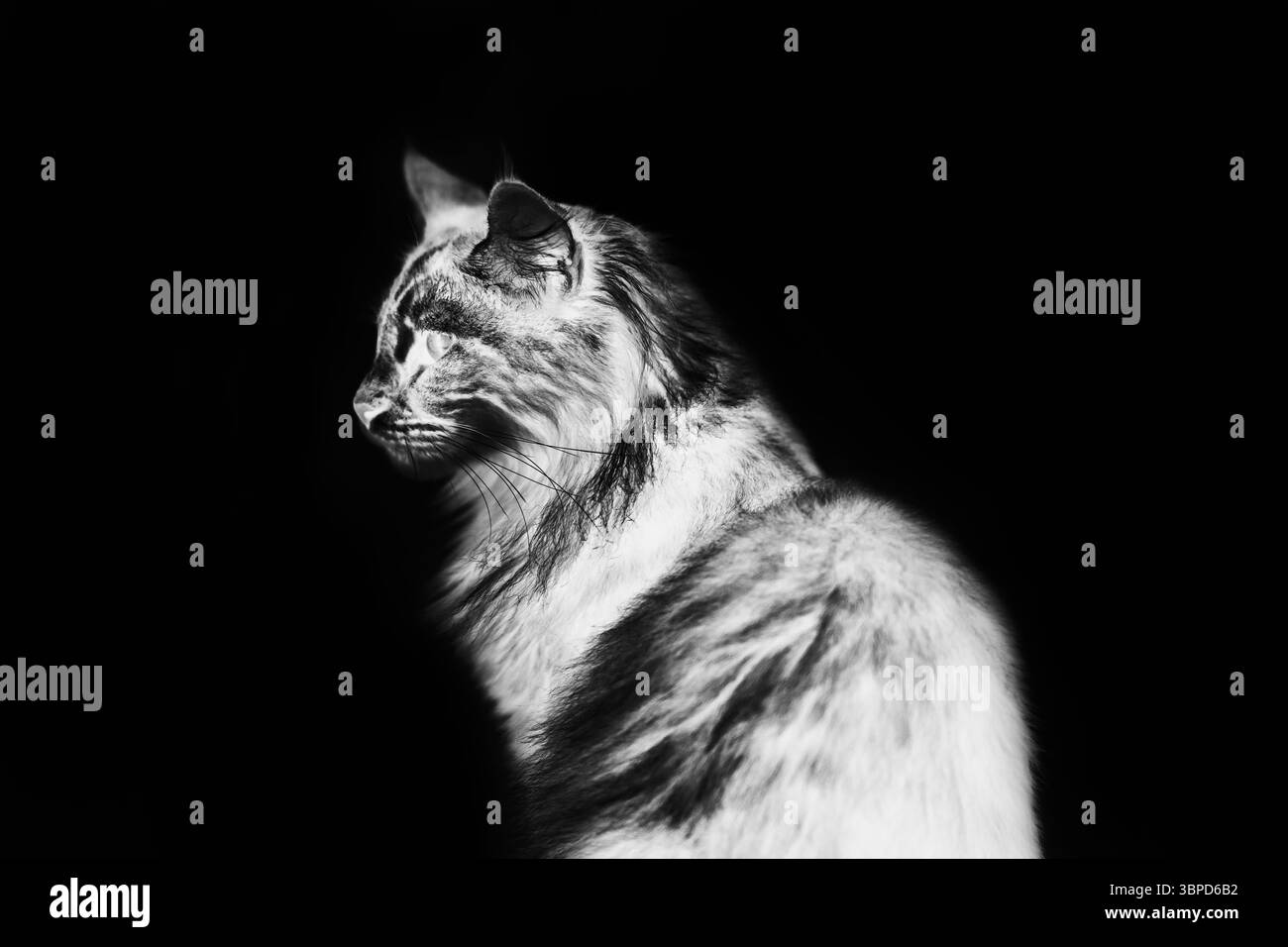 Abbildung: Schwarz-weiße Katze Stockfoto