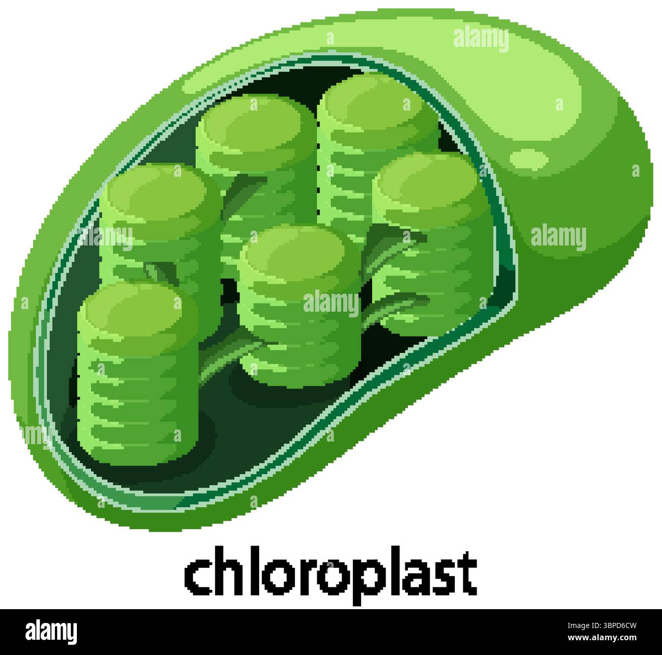 Vektorillustration eines Chloroplasten mit leuchtenden Grüntönen und detaillierten Thylakoid-Strukturen, die seine biologische Komplexität hervorheben Stock Vektor