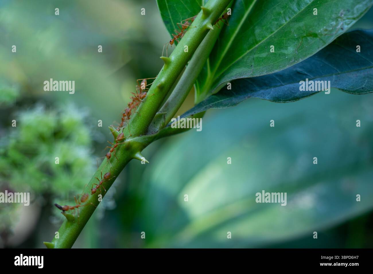 Smilax ist eine Gattung von kletternden oder ausgedehnten Waldstöcken und Sträuchern, die oft als grüner brier oder Katbrier bekannt sind. Diese Pflanzen haben zähe, wirre Stämme, die sind Stockfoto