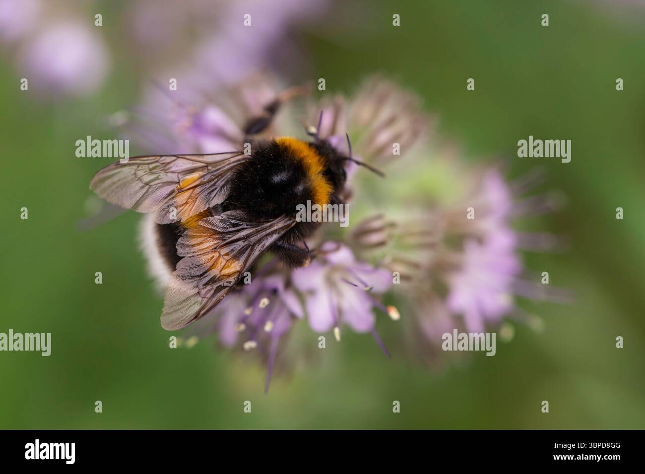 Makrobild einer Hummel auf hellvioletter Blume, detaillierte Insektenflügel und Haare, die in geringer Schärfentiefe erfasst wurden Stockfoto