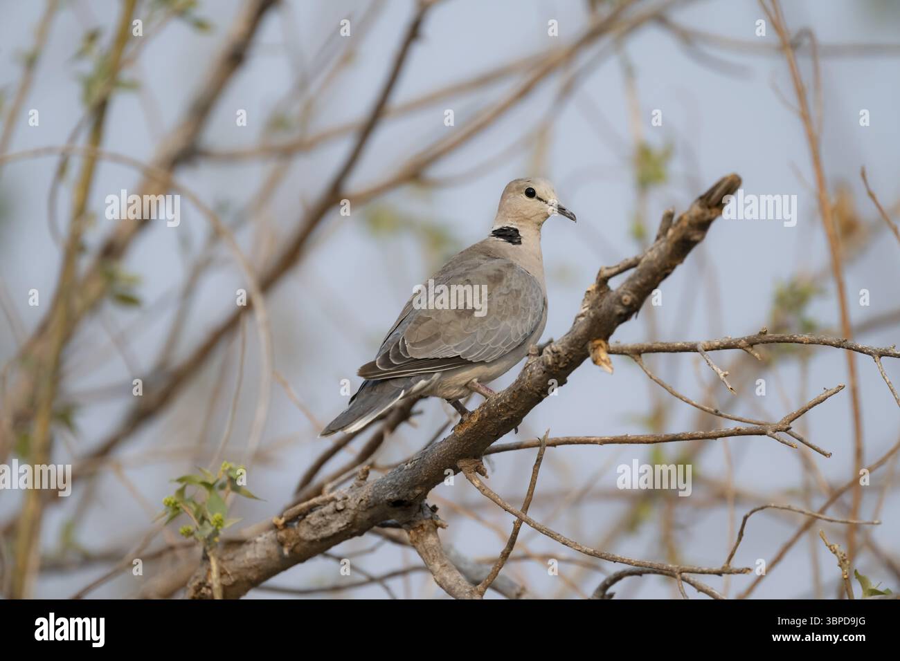 Cinereous Pigeon (Streptopelia capicola) sitzt auf einem Zweig, Okavango Delta, Moremi Game Reserve, Botswana, Afrika Stockfoto
