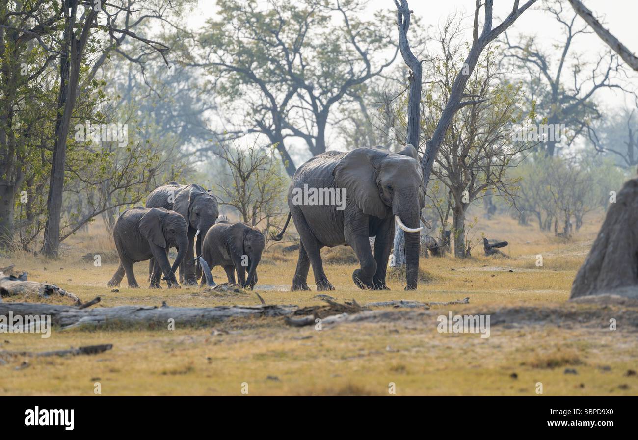 Afrikanischer Elefant (Loxodonta africana), Gruppe mit Jungen, Okavango Delta, Moremi Game Reserve, Botswana, Afrika Stockfoto