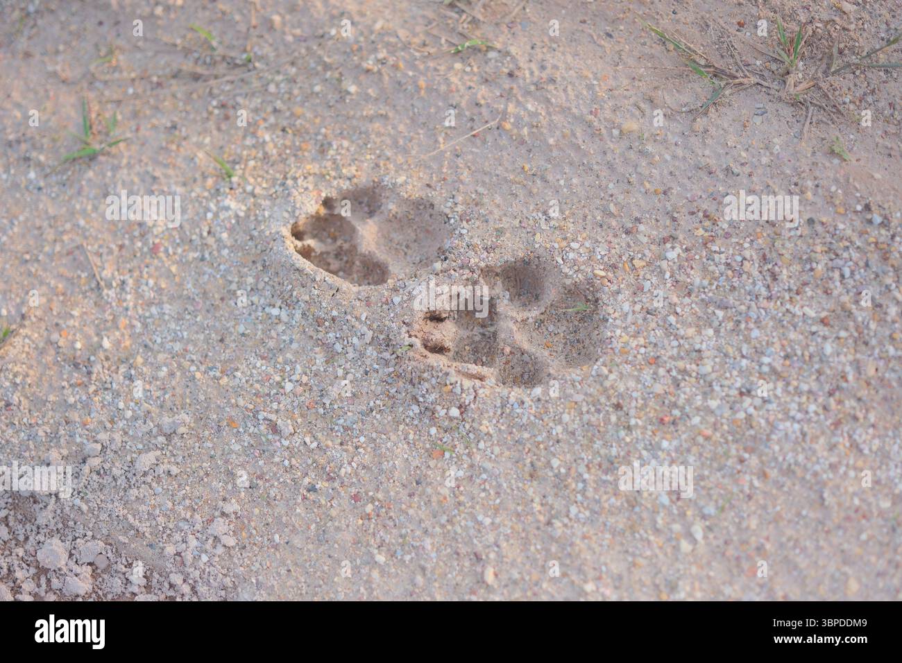 Wild Dog Pfoten drucken in sandigem Boden am Waldrand und heben Details und Bodenbeschaffenheit hervor – ideal für Wildtiere, Tracking und Naturmotive. Stockfoto
