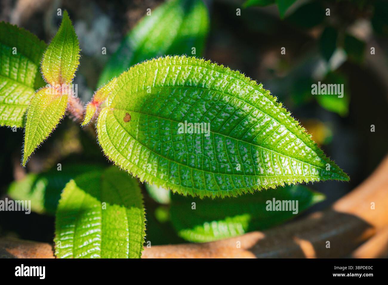 Sonnendurchflutetes gezacktes Blatt mit komplexen Aderennetzen und feinen Haaren entlang der Kante mit dynamischem Licht- und Schattenspiel. Stockfoto