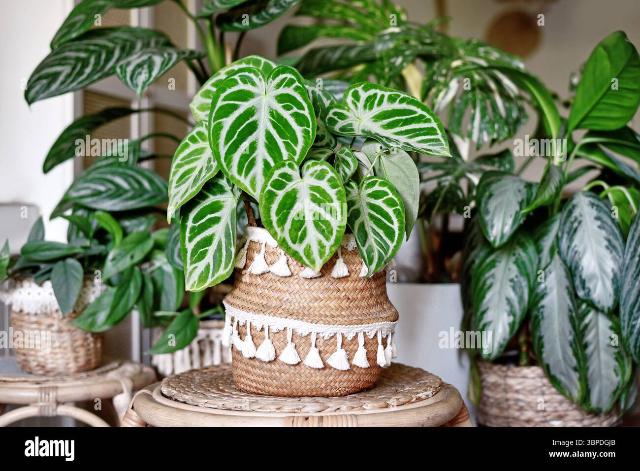 Wunderschönes üppiges exotisches Blatt von 'Silver Blush Anthurium Crystallinum' Zimmerpflanze in Boho Blumentopf mit vielen anderen Zimmerpflanzen im Backboden des Lebens Stockfoto
