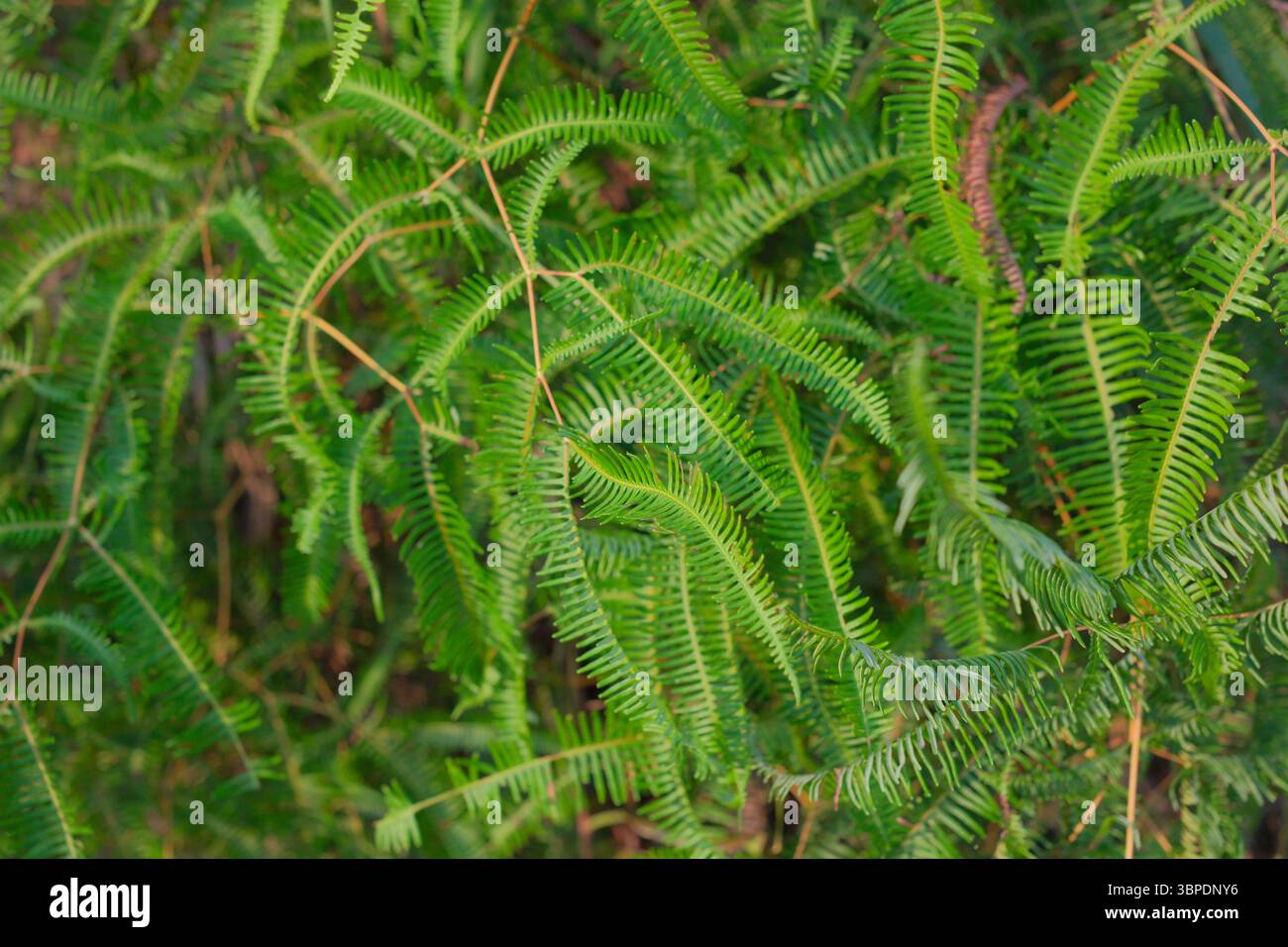 Ein dichtes Gewirr farnartiger Blätter erzeugt einen lebendigen grünen Wandteppich von natürlicher Textur und Tiefe – ideal für Botanik-, Garten- und waldähnliche Zwecke Stockfoto