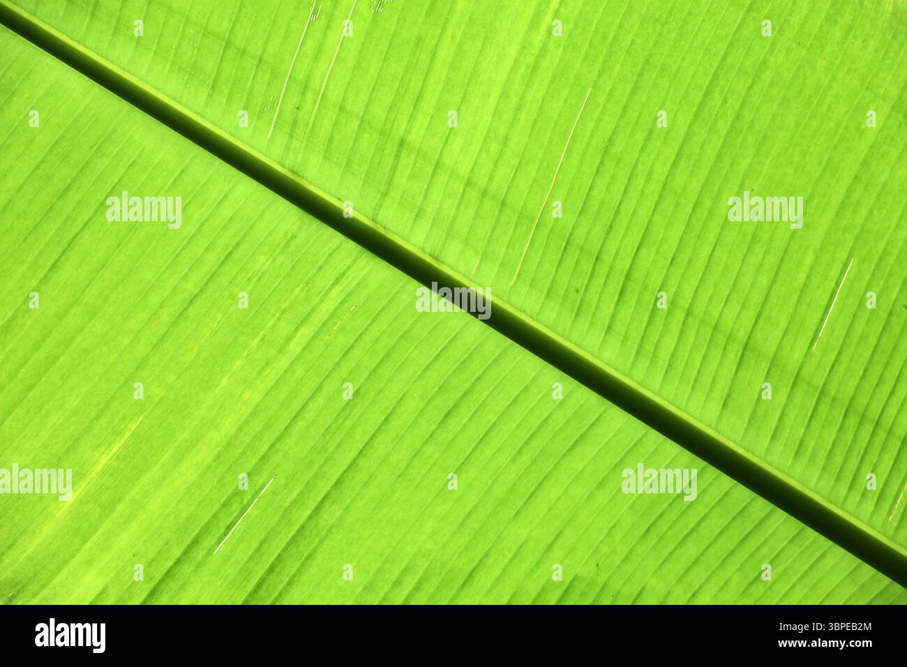 Bananenblatt-Textur. Grüner tropischer Pflanzenhintergrund mit natürlichem Muster Stockfoto