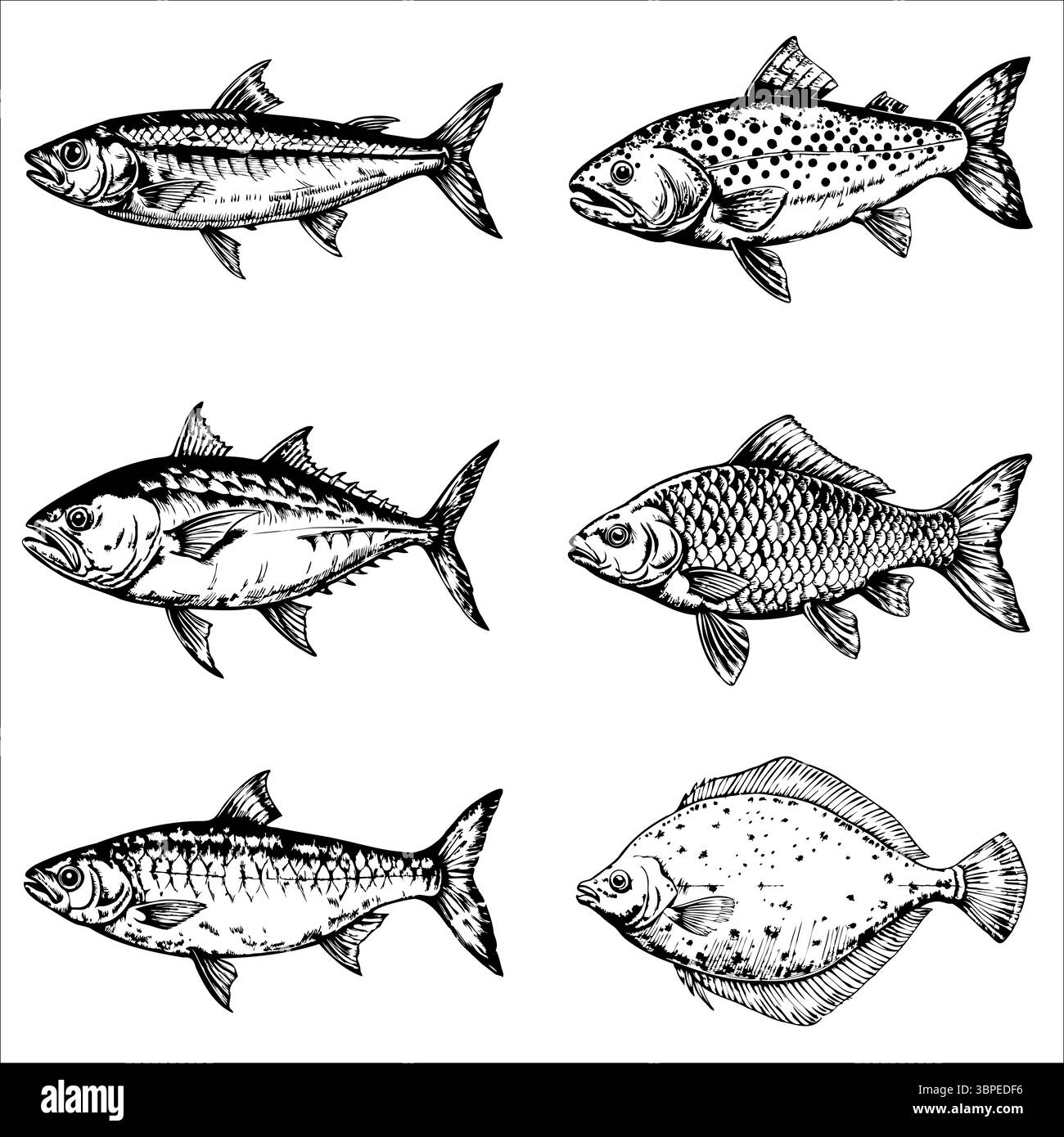 Eine Sammlung von sechs detaillierten Abbildungen verschiedener Fischarten. Die Fische sind in einem schwarz-weißen Stil dargestellt und zeigen ihre einzigartigen Formen Stock Vektor