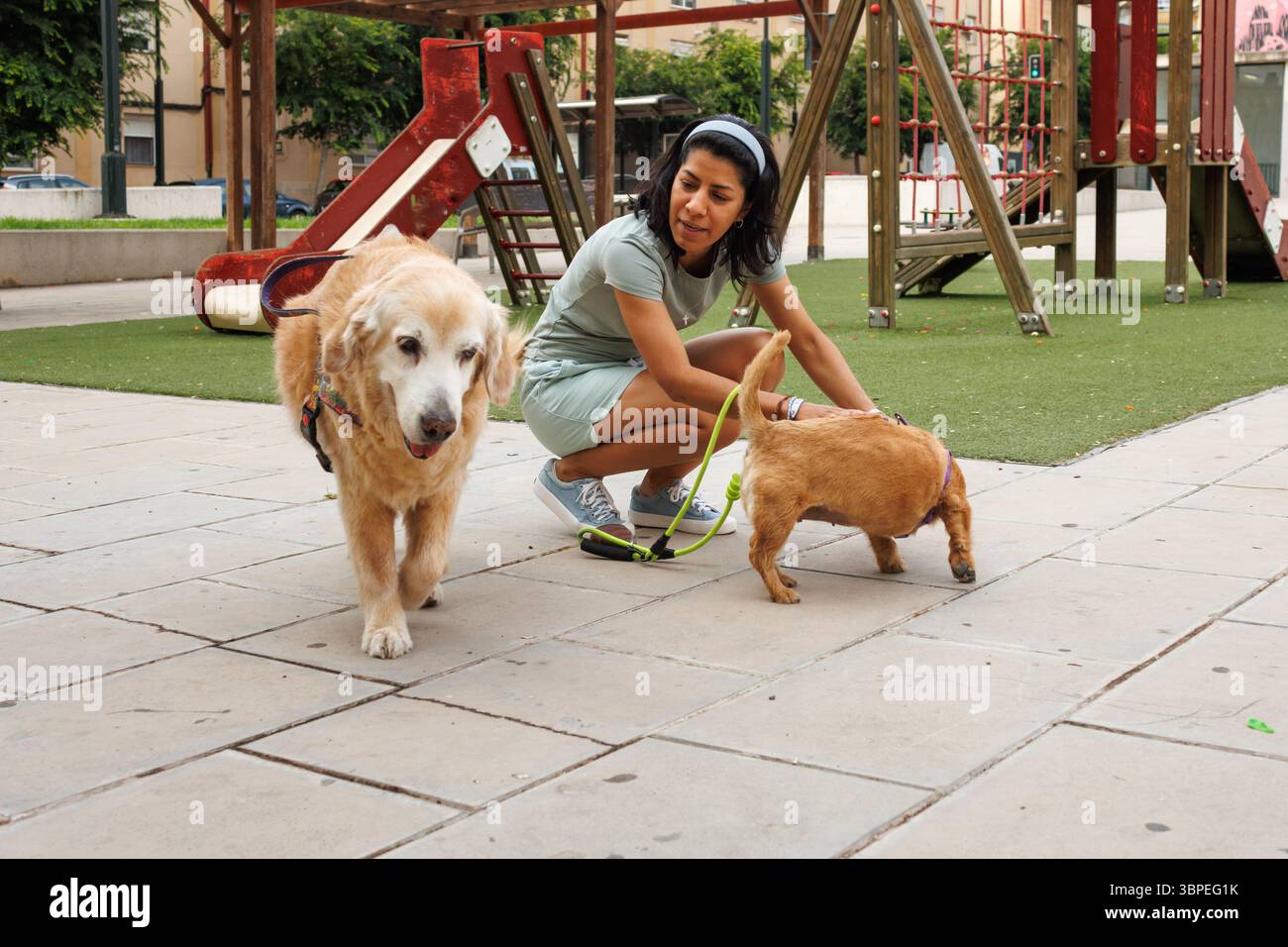 Junge Frau, die mit Hunden im Park spielt, Alcoy, Spanien Stockfoto