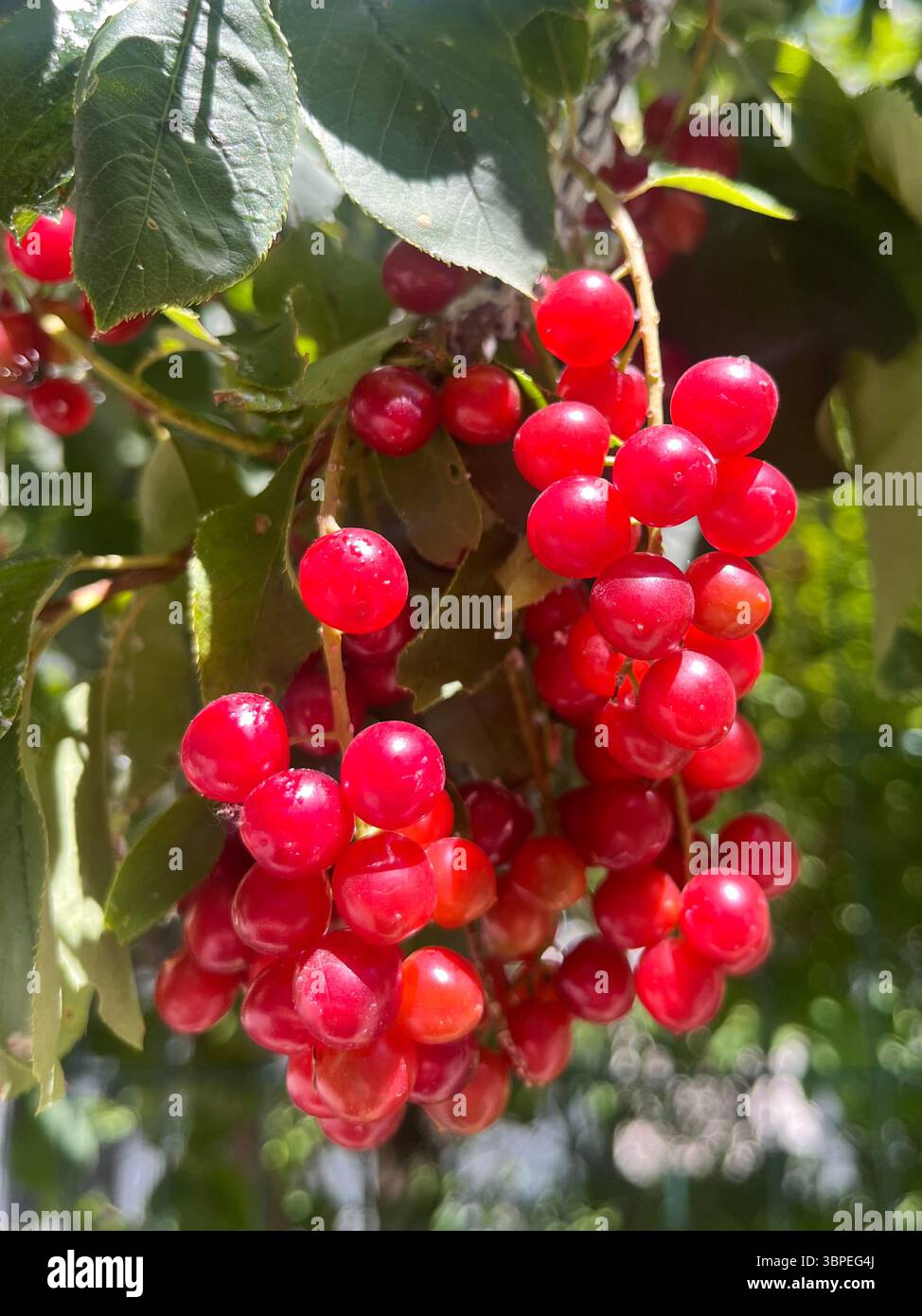 Chokecherry oder Prunus virginiana L. Rosaceae rote reifende Früchte auf Baumzweig im Sommer, Bulgarien, Südosteuropa, Balkan Virginia Vogelkirsche Stockfoto